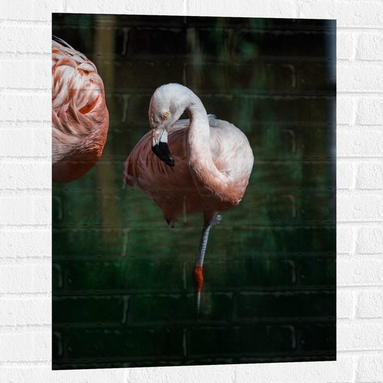 Muursticker - Flamingo op Eén Poot in Groenkleurig Water - 60x80 cm Foto op Muursticker
