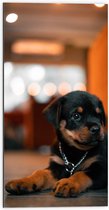 Dibond - Liggende Rottweiler Puppy met IJzeren Halsband - 50x100 cm Foto op Aluminium (Met Ophangsysteem)