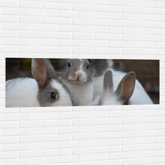 Muursticker - Familie Wit met Grijze Konijntjes - 150x50 cm Foto op Muursticker
