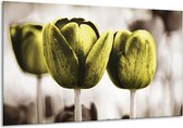 Glasschilderij Tulpen - Bruin, Groen - 120x70cm 1Luik - Foto Op Glas - Geen Acrylglas Schilderij - GroepArt 6000+ Glasschilderijen Art Collectie - Wanddecoratie - Woonkamer - Slaapkamer