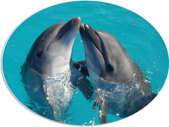 PVC Schuimplaat Ovaal - Duo Dolfijnen in de Helderblauwe Zee - 68x51 cm Foto op Ovaal (Met Ophangsysteem)
