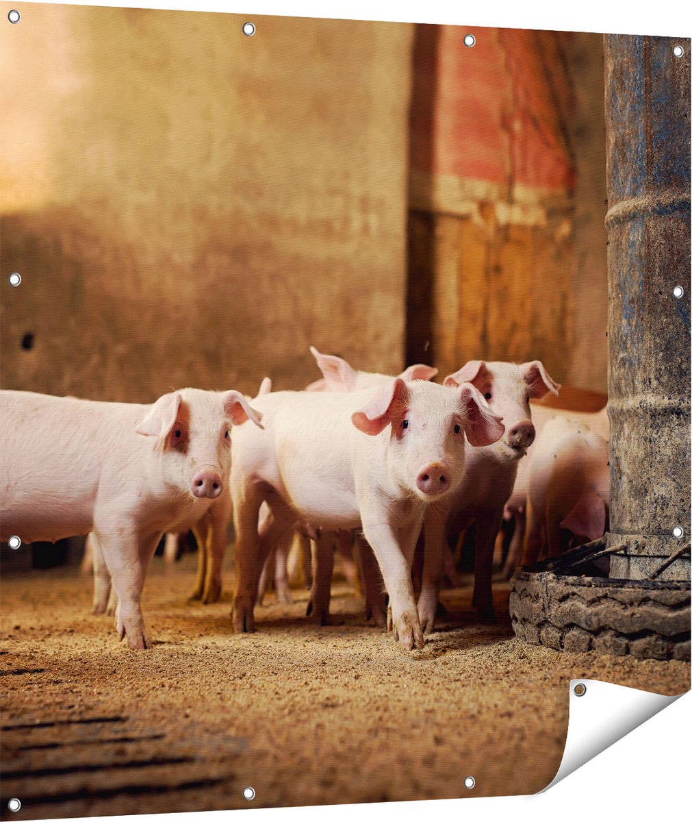 Gards Tuinposter Varkens op een Boerderij Stal - 110x110 cm - Tuindoek - Tuindecoratie - Wanddecoratie buiten - Tuinschilderij Multikleur