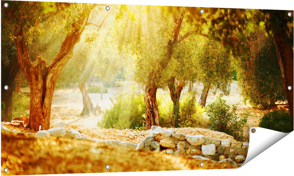 Gards Tuinposter Olijfbomen - Olijfboomgaard - 140x70 cm - Tuindoek - Tuindecoratie - Wanddecoratie buiten - Tuinschilderij Multikleur