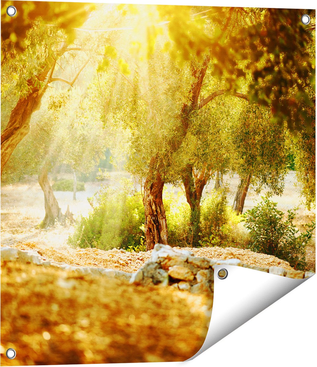 Gards Tuinposter Olijfbomen - Olijfboomgaard - 60x60 cm - Tuindoek - Tuindecoratie - Wanddecoratie buiten - Tuinschilderij Multikleur