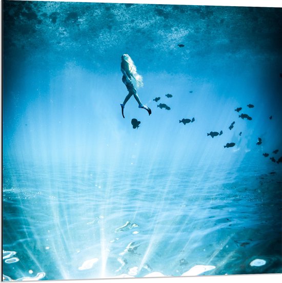 Dibond - Duiker Richting Wateroppervlak omringd door Vissen - 80x80 cm Foto op Aluminium (Met Ophangsysteem)