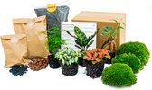Planten terrarium pakket - Lancifolia - Bonsai - Asparagus - 5 planten - Navulling & Startpakket - DIY - Ecosysteem plant | urbanjngl