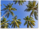 Acrylglas - Onderaanzicht van Groepje Grote Palmbomen onder Heldere blauwe Lucht - 40x30 cm Foto op Acrylglas (Wanddecoratie op Acrylaat)
