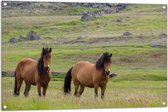 Tuinposter – Twee Bruine Wilde Paarden in de Bergen van IJsland - 105x70 cm Foto op Tuinposter (wanddecoratie voor buiten en binnen)