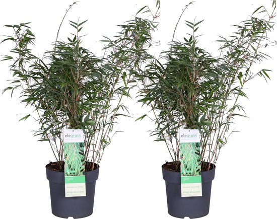 2x - Fargesia rufa - ↨80cm - Ø23
