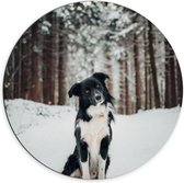 Dibond Muurcirkel - Poserende Bordercollie hond in Besneeuwd Bos - 70x70 cm Foto op Aluminium Muurcirkel (met ophangsysteem)