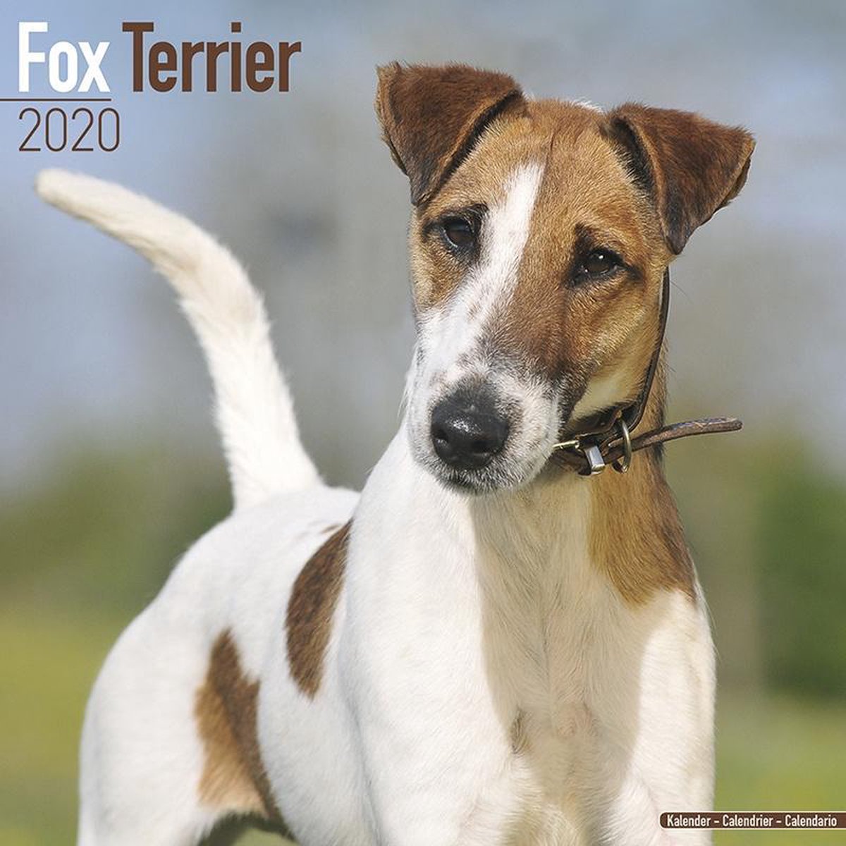 Fox Terrier Kalender 2020