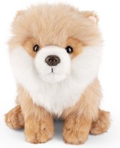 LN: Pomeranian hond 20 cm