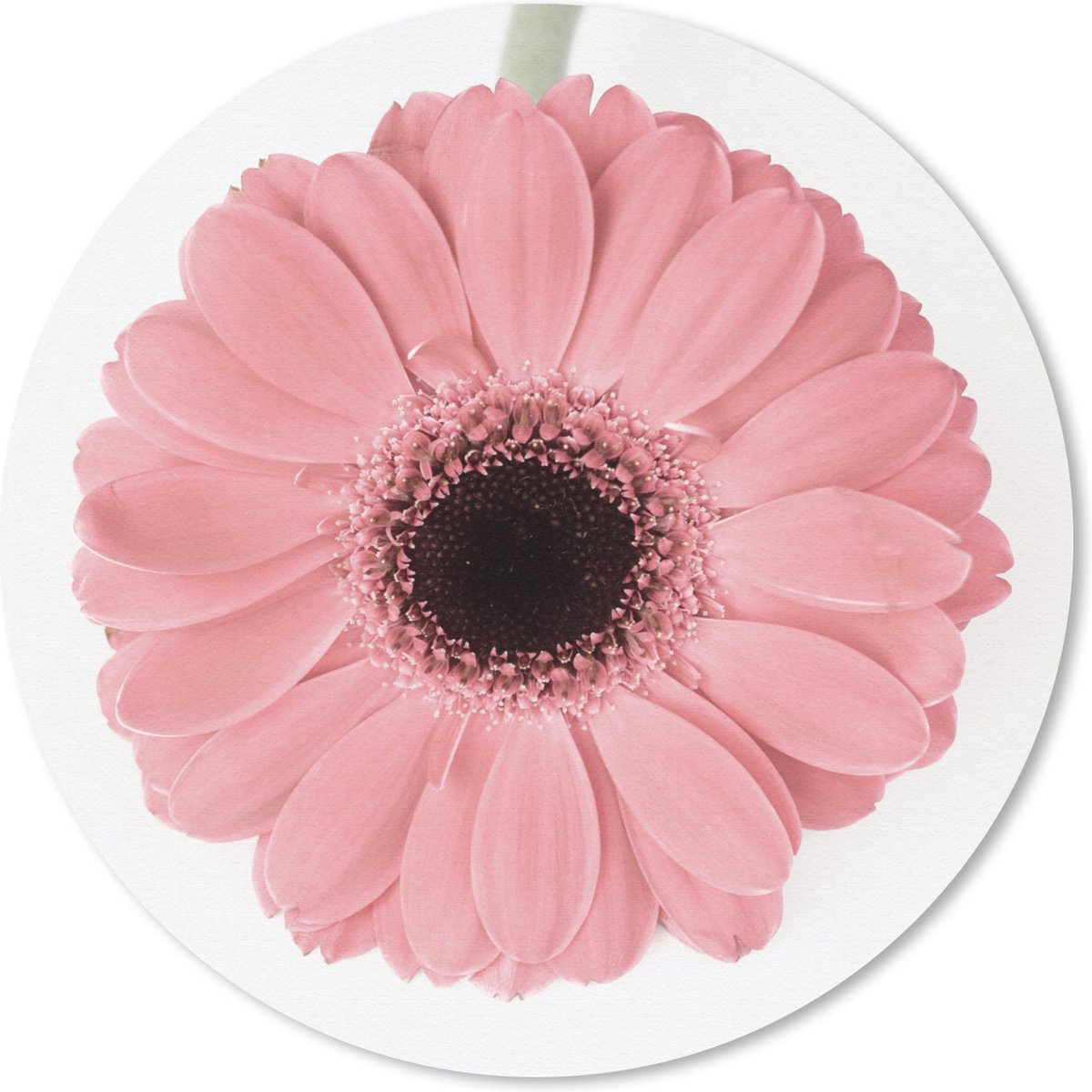 Muismat rond 30x30 cm - Mousepad Bloem - Roze - Natuur - Plant - Ronde muismatten