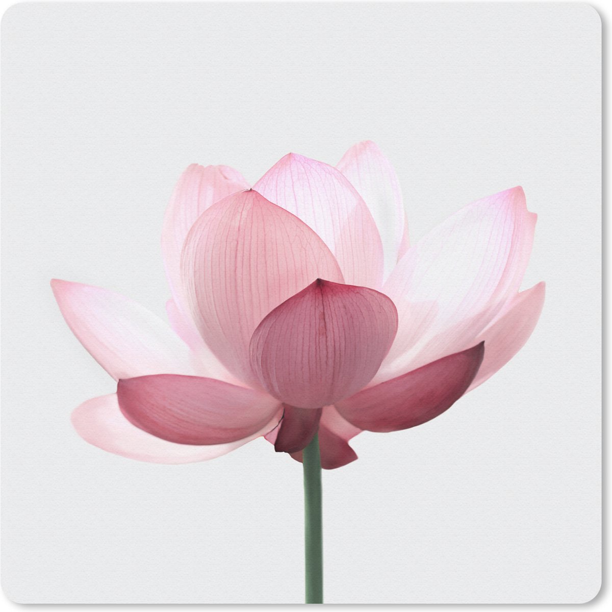 Muismat 20x20 cm - Mousepad Bloemen - Roze - Natuur - Botanisch - Muismatten