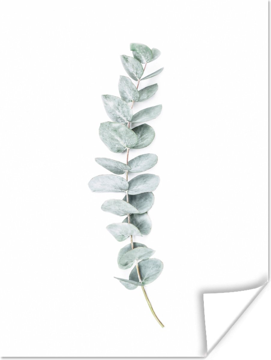 Poster Plant - Groen - Natuur - Wit - 30x40 cm