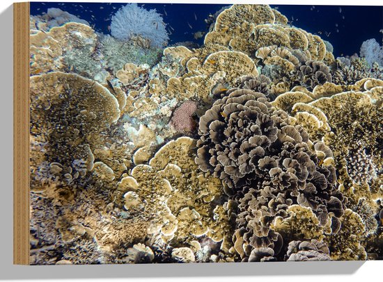 Hout - Verschillende Soorten Koraal in het Zeewater - 40x30 cm - 9 mm dik - Foto op Hout (Met Ophangsysteem)