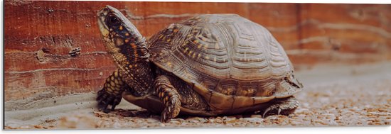 Dibond - Kleine Schildpad lopend over Pad van Kleine Stenen - 90x30 cm Foto op Aluminium (Met Ophangsysteem)