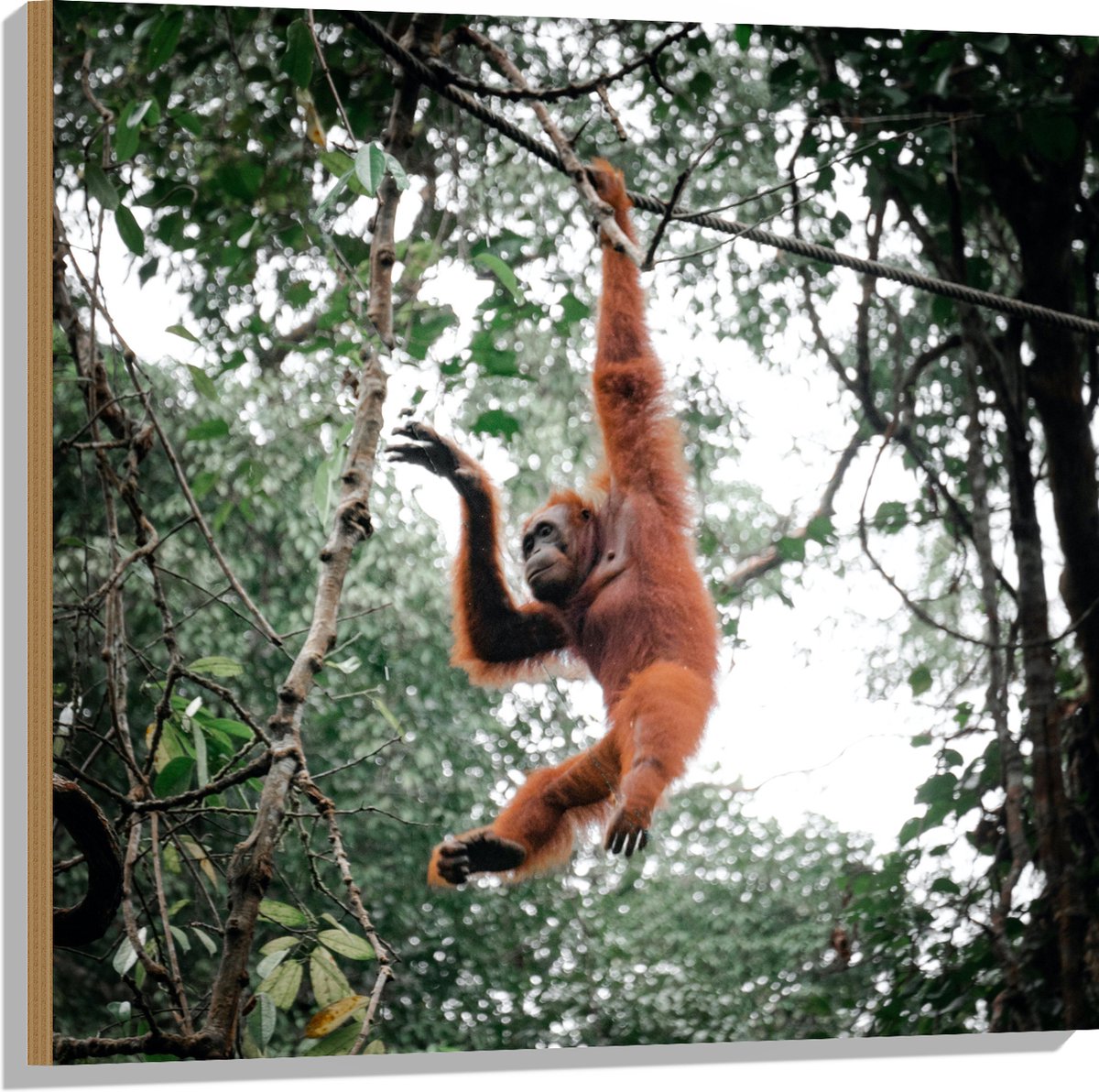 Hout - Orang Oetan Aap Slingerend aan Touw in de Jungle - 80x80 cm - 9 ...