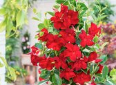 Mandevilla (Dipladenia) - Rood - 3 Planten - Pot ⌀9cm - Hoogte  25-40cm - Klimplant - Kuipplant - Garden Select