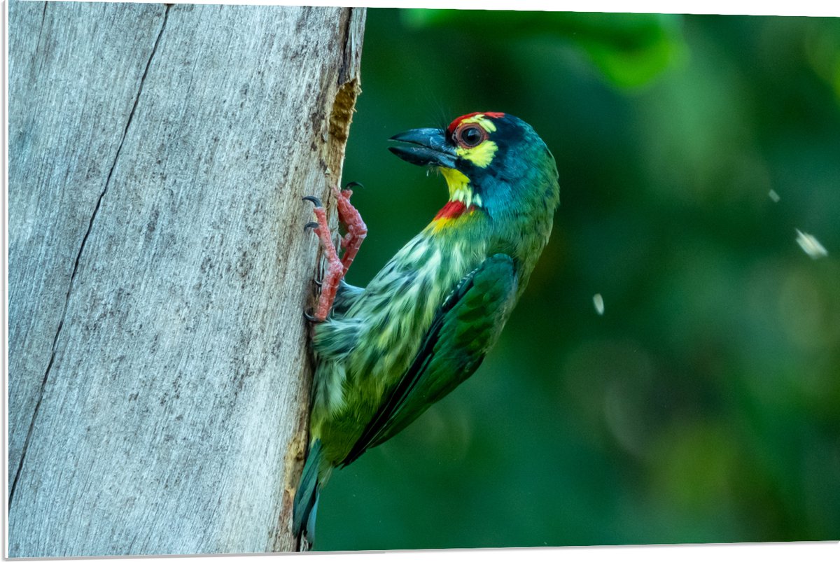 PVC Schuimplaat- Groene Kopersmid Vogel tegen Boomstam in de Groene Natuur - 90x60 cm Foto