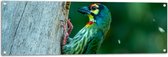 Tuinposter – Groene Kopersmid Vogel tegen Boomstam in de Groene Natuur - 120x40 cm Foto op Tuinposter (wanddecoratie voor buiten en binnen)