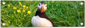 Tuinposter – Kleine Papegaaiduiker Vogel in Groen Grasveld - 60x20 cm Foto op Tuinposter (wanddecoratie voor buiten en binnen)