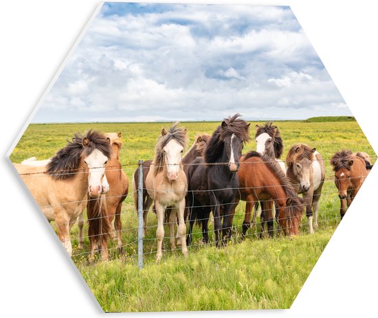 PVC Schuimplaat Hexagon - Kudde IJslander Paarden in Groene Wei onder Schapenwolken - 30x26.1 cm Foto op Hexagon (Met Ophangsysteem)