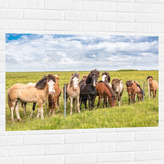 Muursticker - Kudde IJslander Paarden in Groene Wei onder Schapenwolken - 105x70 cm Foto op Muursticker