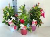 Mandevilla (Dipladenia) Mix Rood, Wit en Roze - 3 Planten - Pot ⌀9cm - Hoogte  25-40cm - Klimplant - Kuipplant - Potplant - Garden Select