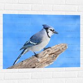 Muursticker - Blauwe Gaai Vogel zittend op Tak - 80x60 cm Foto op Muursticker