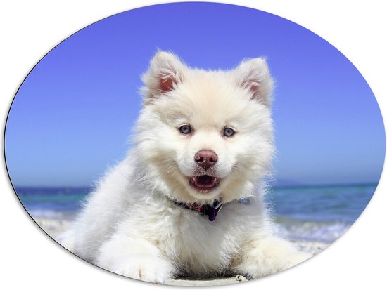 Dibond Ovaal - Lachende Witte Finse Lappen Hond op het Strand bij de Zee - 96x72 cm Foto op Ovaal (Met Ophangsysteem)