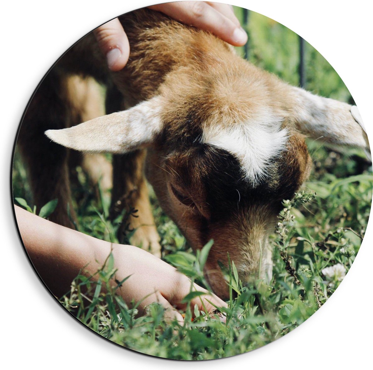 Dibond Muurcirkel - Baby Geitje Grazend aan het Gras - 40x40 cm Foto op Aluminium Muurcirkel (met ophangsysteem)