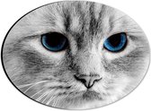 Dibond Ovaal - Donkerblauwe Ogen van Grijskleurige Kat - 28x21 cm Foto op Ovaal (Met Ophangsysteem)