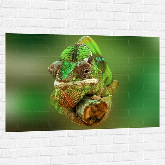 Muursticker - Groene Kameleon Gekruld om Smalle Houten Tak - 120x80 cm Foto op Muursticker