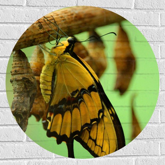 Muursticker Cirkel - Gele Vlinder bij Cocons aan Tak - 70x70 cm Foto op Muursticker