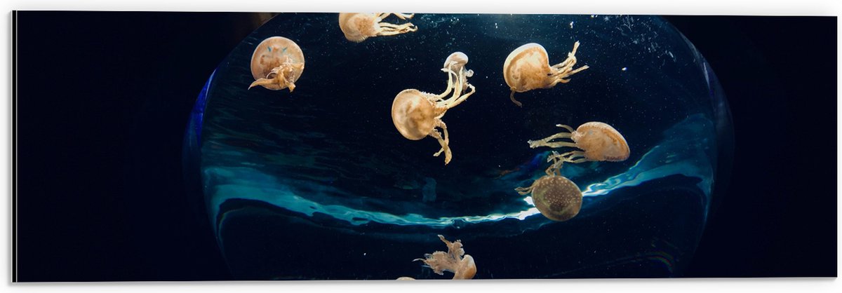 Dibond - Groepje Oranjekleurige Kwallen in Bolvormig Aquarium - 60x20 cm Foto op Aluminium (Wanddecoratie van metaal)