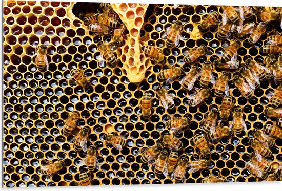Dibond - Kolonie van Bijen in Honinggraat - 105x70 cm Foto op Aluminium (Wanddecoratie van metaal)