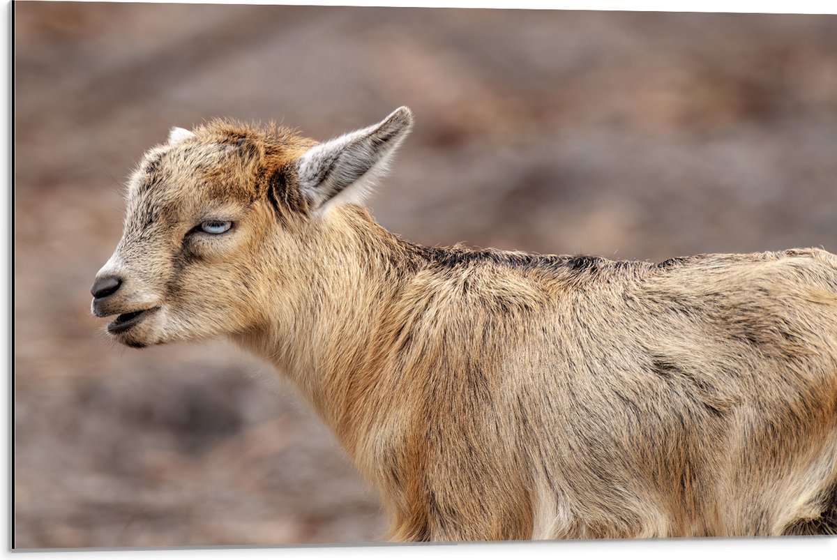Dibond - Bruine Baby Geit met Felblauwe Ogen - 75x50 cm Foto op Aluminium (Wanddecoratie van metaal)