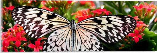 Acrylglas - Idea Leuconoe Vlinder met Gespreide Vleugels op Roze Bloemenstruik - 60x20 cm Foto op Acrylglas (Wanddecoratie op Acrylaat)