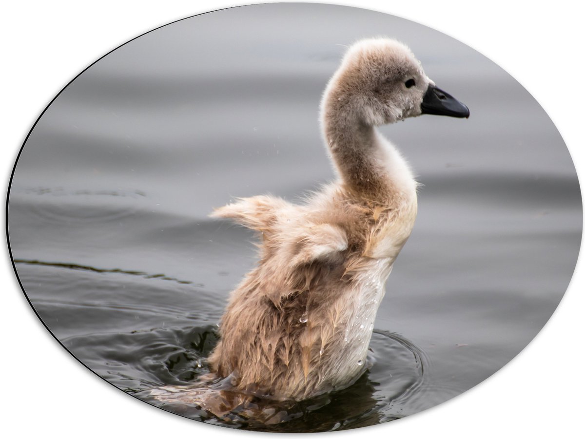 Dibond Ovaal - Baby Zwaan Dobberend op het Water - 68x51 cm Foto op Ovaal (Met Ophangsysteem)