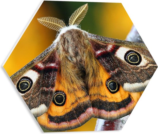 PVC Schuimplaat Hexagon - Nachtpauwoog Vlinder met Gespreide Vleugels op Smalle Tak - 40x34.8 cm Foto op Hexagon (Met Ophangsysteem)