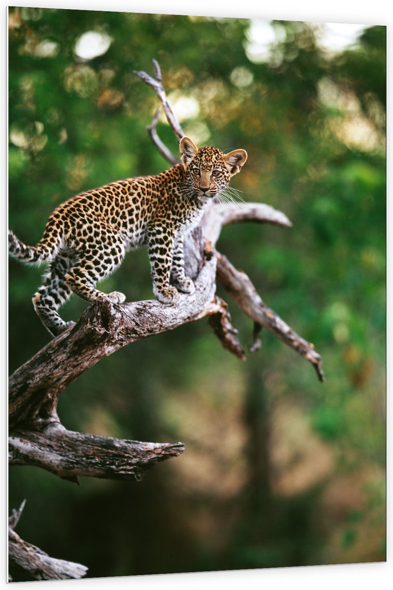 PVC Schuimplaat - Baby Luipaard lopend over Smalle Tak in het BoS - 100x150 cm Foto op PVC Schuimplaat (Met Ophangsysteem)