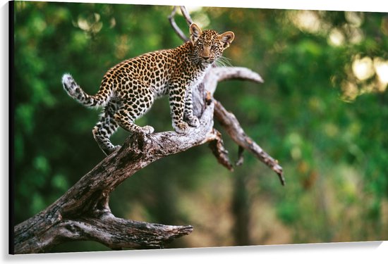 Canvas Baby Luipaard lopend over Smalle Tak in het BoS 150x100