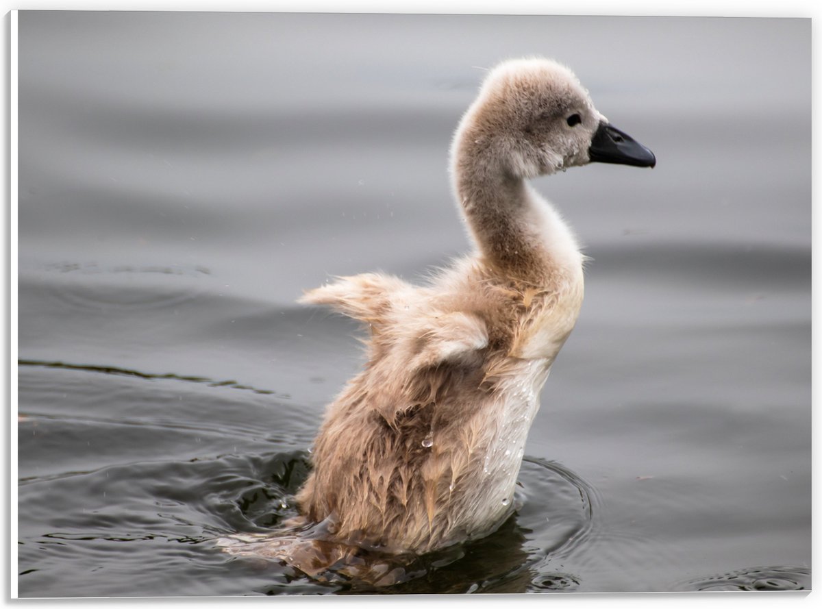 PVC Schuimplaat- Baby Zwaan Dobberend op het Water - 40x30 cm Foto op PVC Schuimplaat