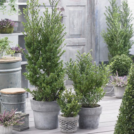 Drie Japanse hulst planten in grijze potten, verschillende hoogtes, op een houten ondergrond.