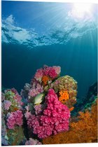 WallClassics - Verre acrylique - Rayons de soleil sur corail au fond marin - Photo sur verre acrylique 70 x 105 cm (avec système de suspension)
