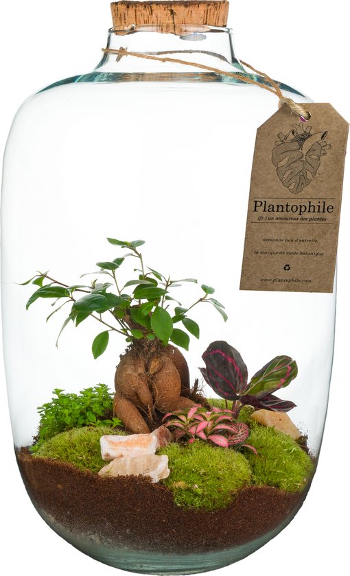 Terrarium Barcelona kit do it yourself mini écosystème 4 plantes