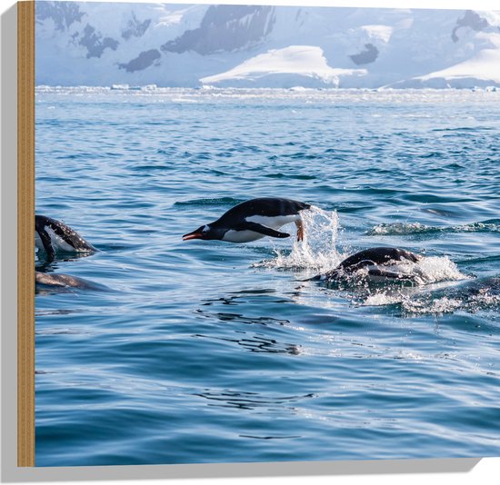 WallClassics - Hout - Zwemmende Pingiuns door het Water in IJslandschap - 50x50 cm - 9 mm dik - Foto op Hout (Met Ophangsysteem)