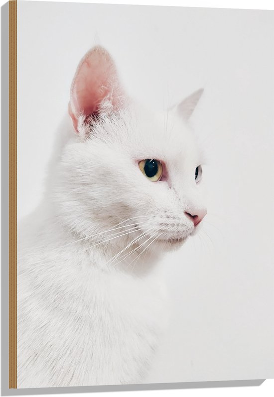 WallClassics - Hout - Witte Kat tegen Witte Achtergrond - 60x90 cm - 9 mm dik - Foto op Hout (Met Ophangsysteem)
