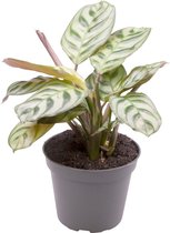 Ctenanthe amabilis burle marxii - bébé plante d'intérieur Calathea avec de belles rayures